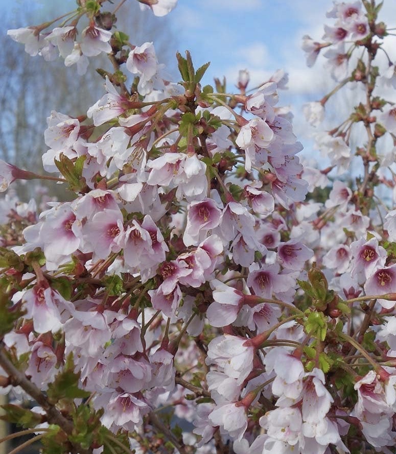 March Plant of The Month